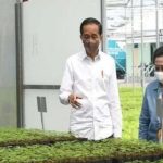 Mengeroyok PDIP, Head to Head, Jokowi Vs Megawati